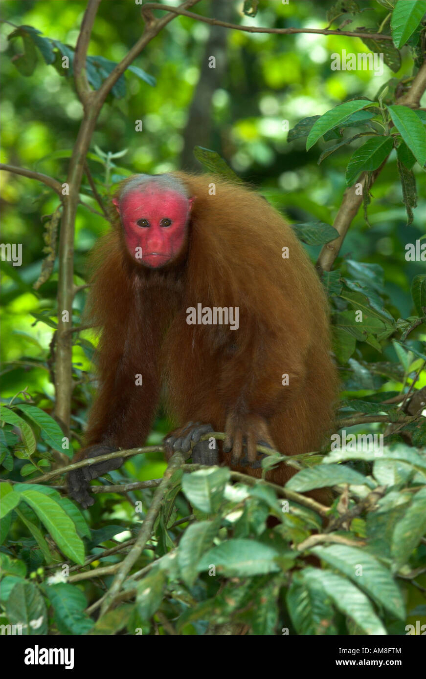 Bald or Golden Uakari Monkey Cacajao calvus Peru Stock Photo Alamy