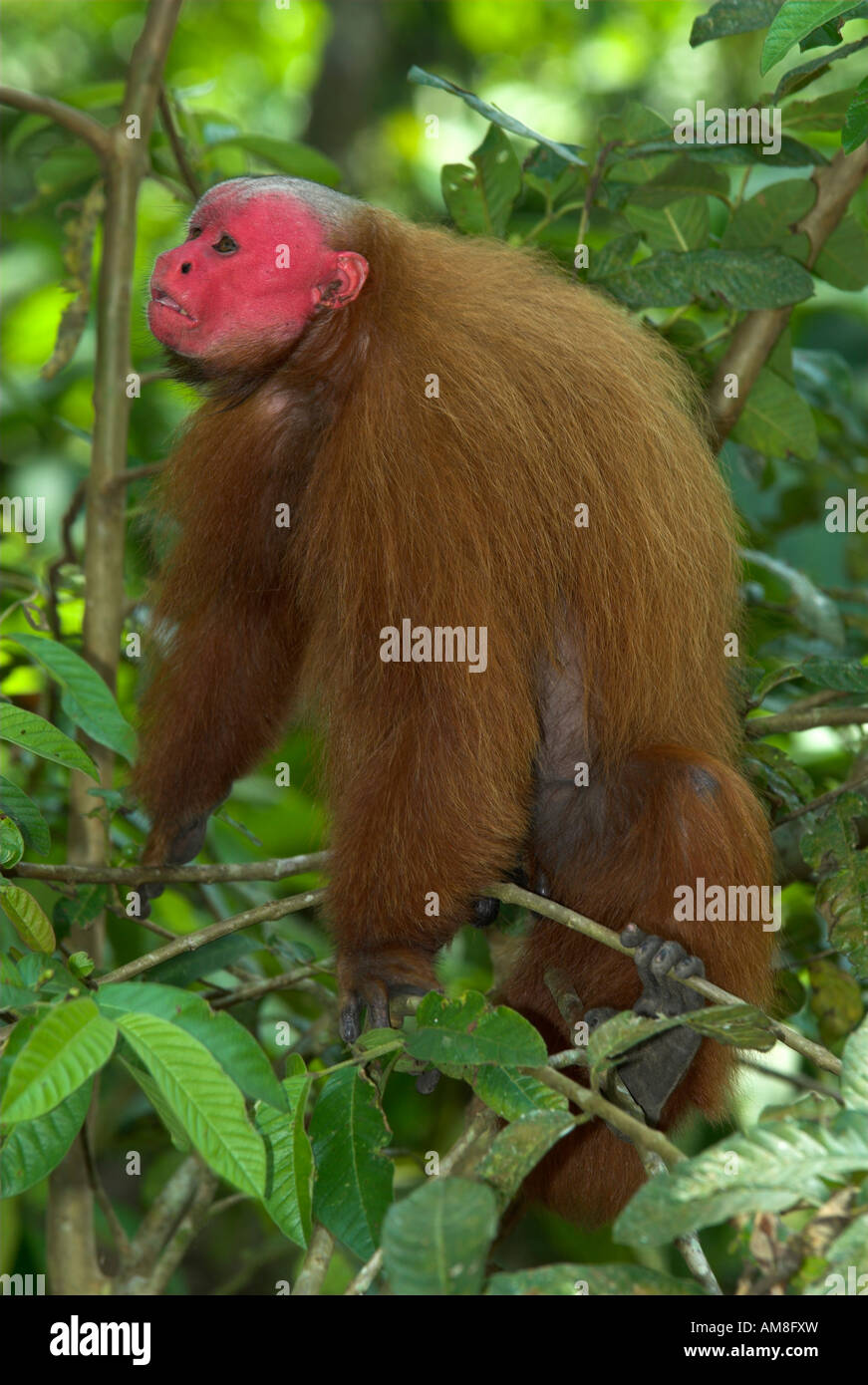 Bald or Golden Uakari Monkey Cacajao calvus Peru Stock Photo