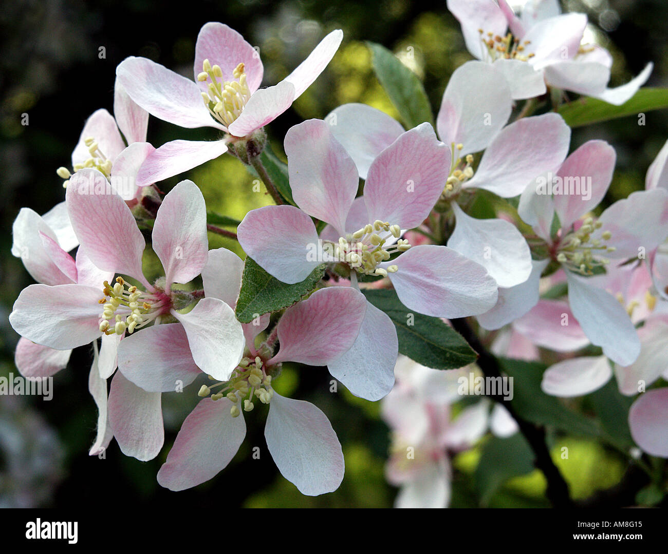 Apple tree flowers blooming Malus domestica Stock Photo Alamy