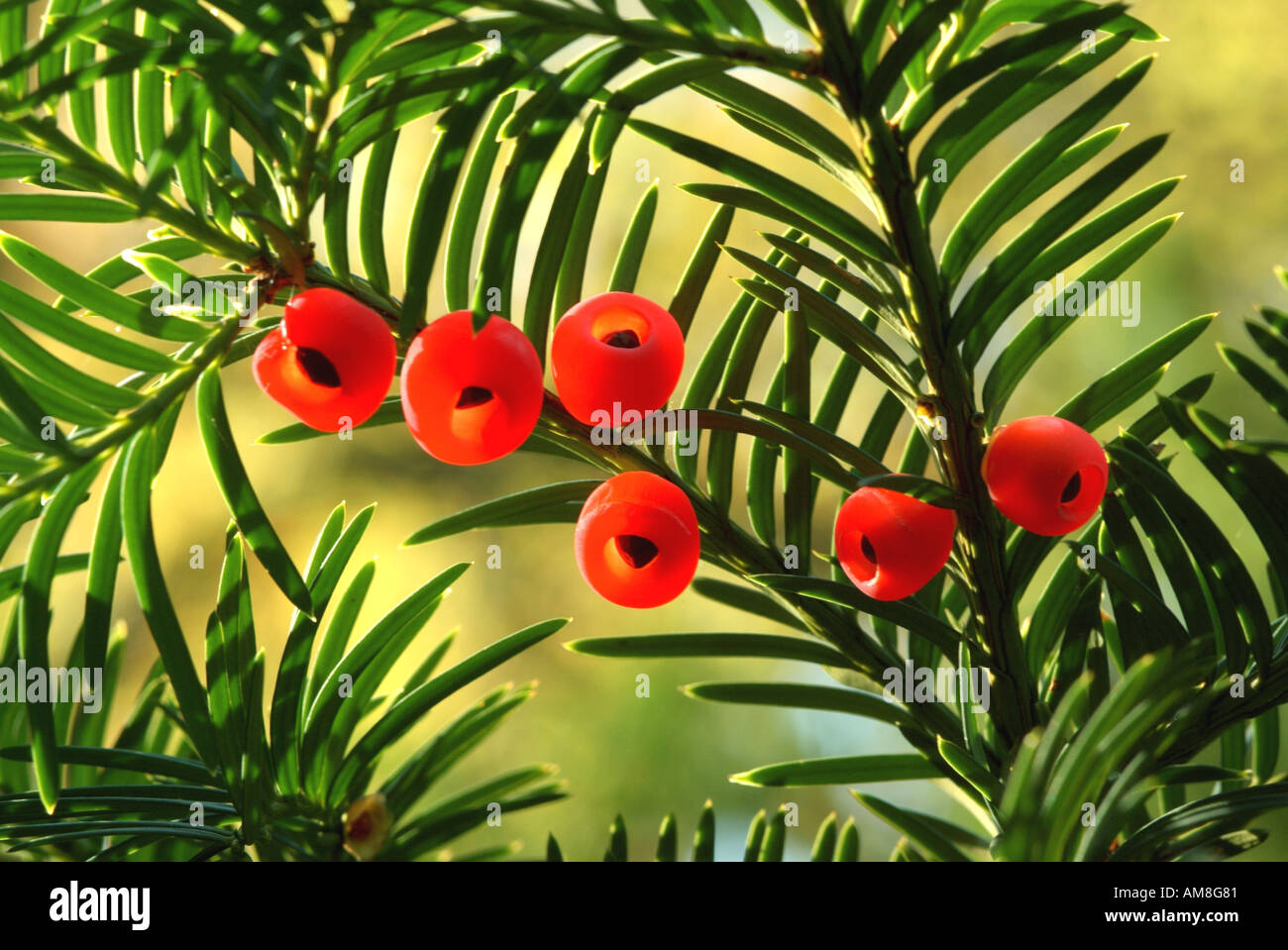 Yew tree red berries on the branch Taxus baccata Stock Photo