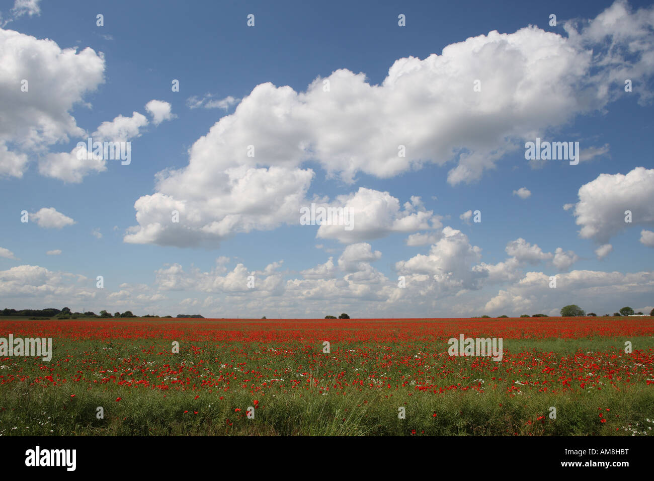 A field full of flowering poppies under a blue cloudy sky Stock Photo ...