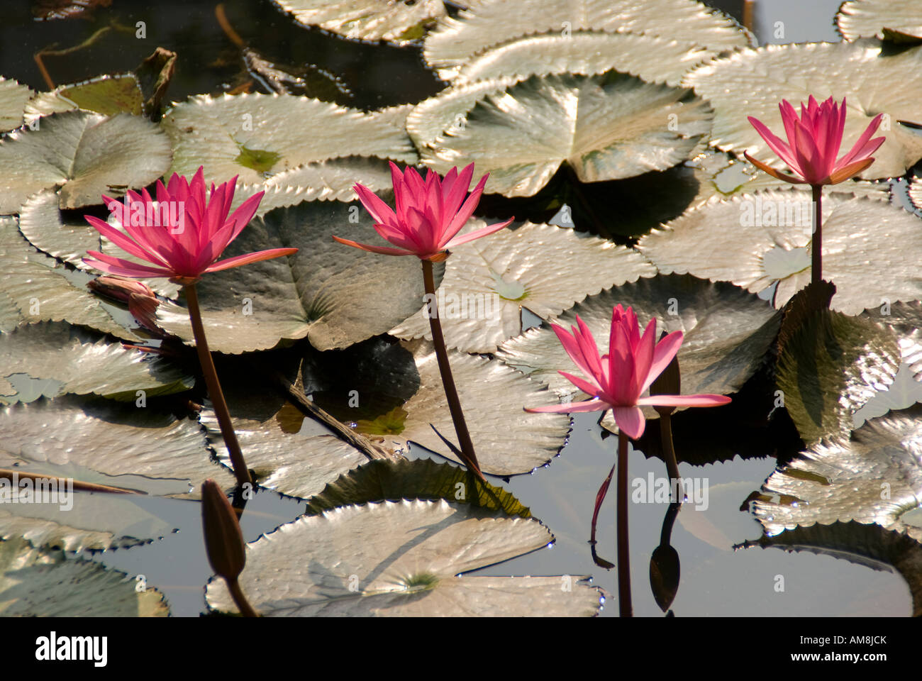 Hanoi's Van Mieu Temple of Literature lotus pond Stock Photo