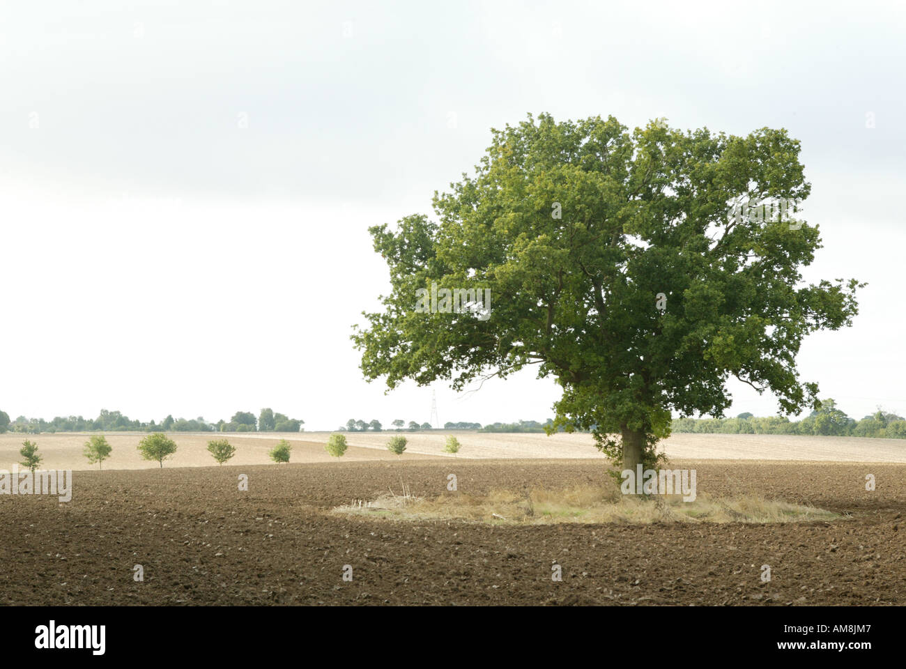single tree featured in open expansive rural landscape Stock Photo