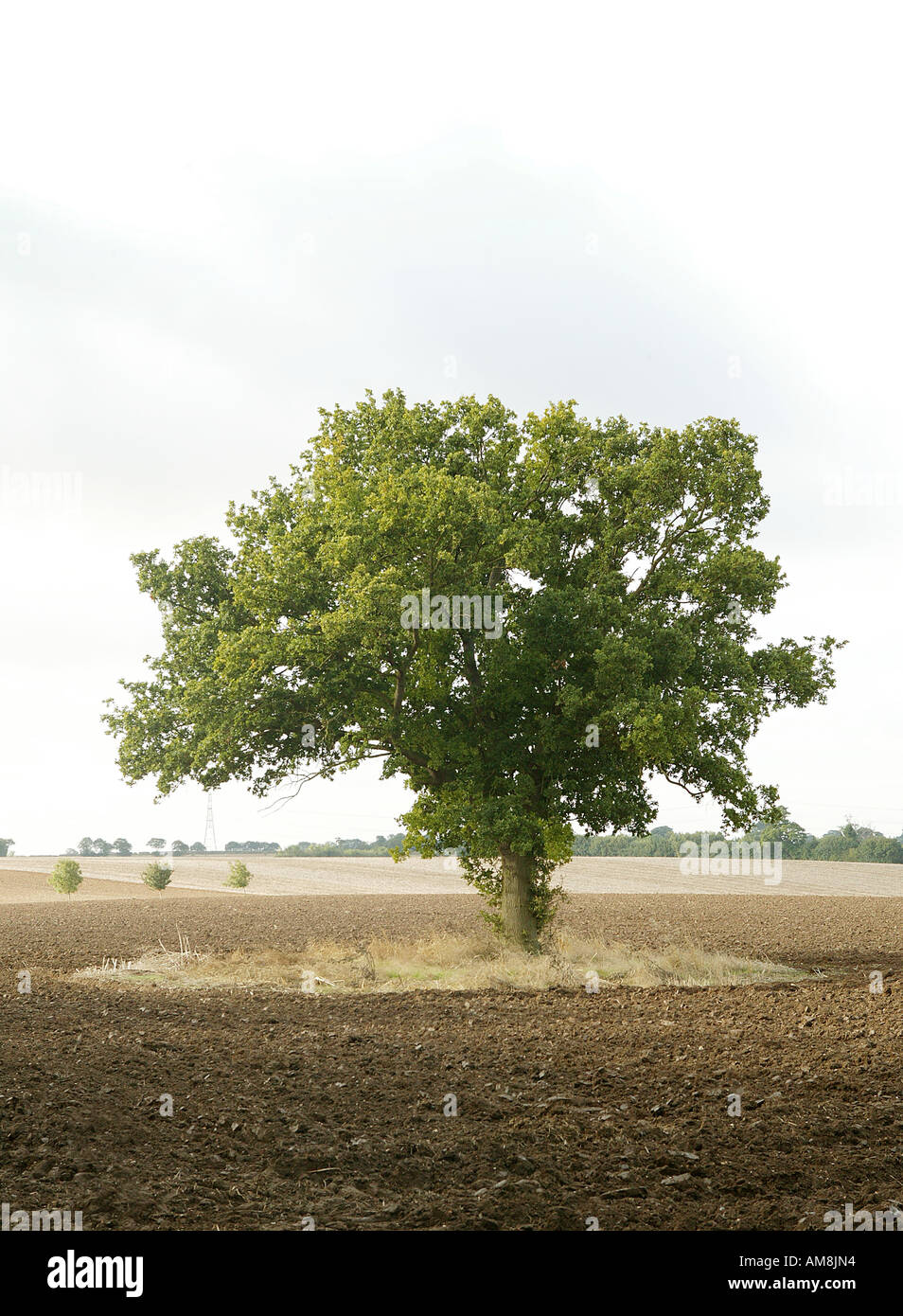 vertical upright single tree featured in open expansive rural landscape Stock Photo
