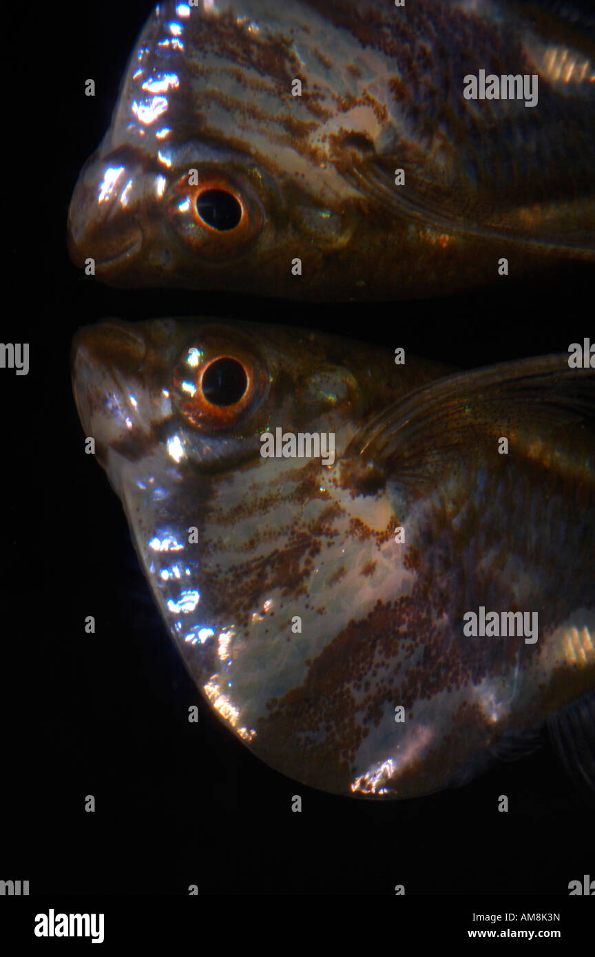 Hatchetfish Gasteropelecidae South America. Stock Photo