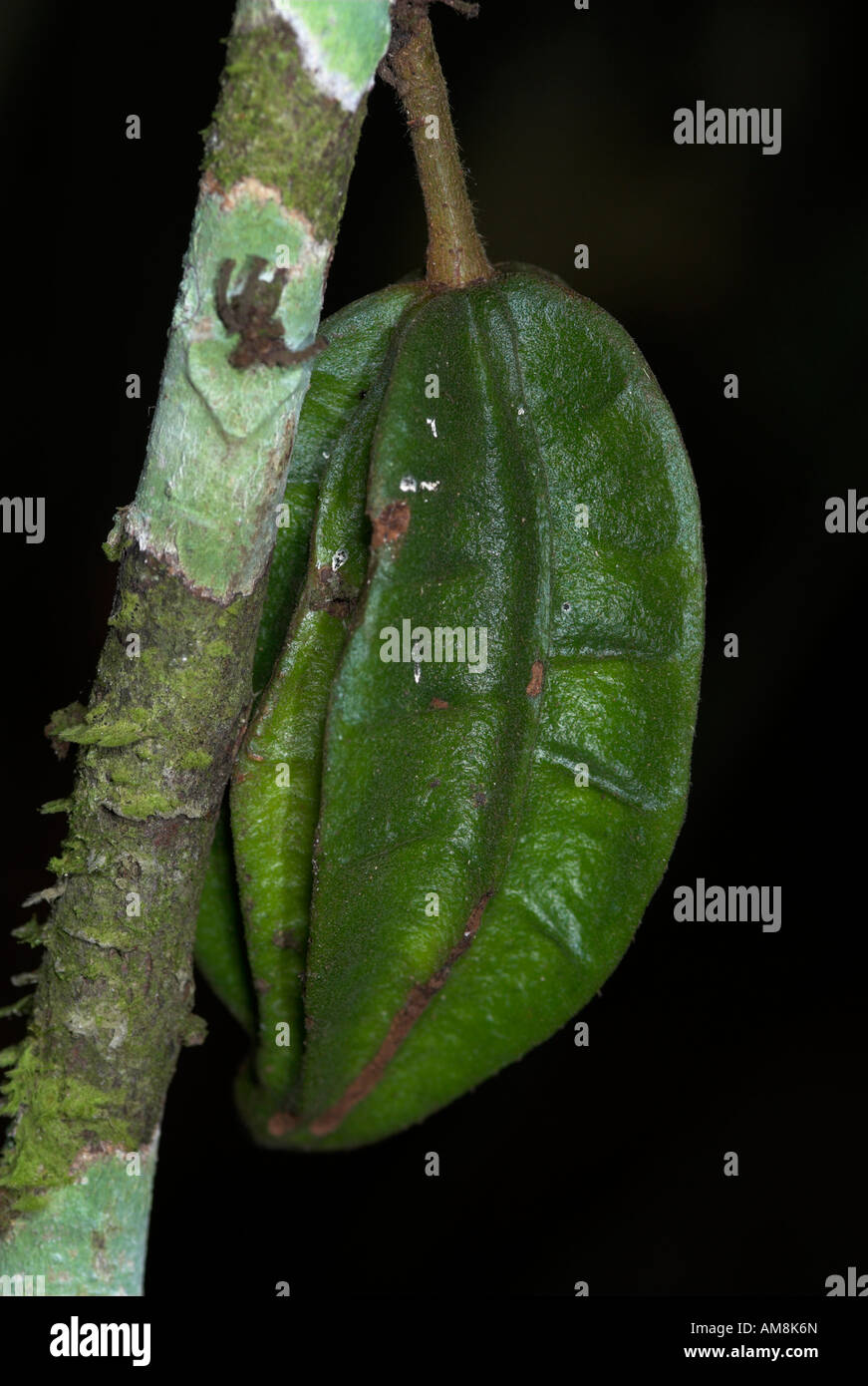 Cocoa pod Theribroma cacoa cauliflorous unripe fruit on tree Iquitos Peru Stock Photo