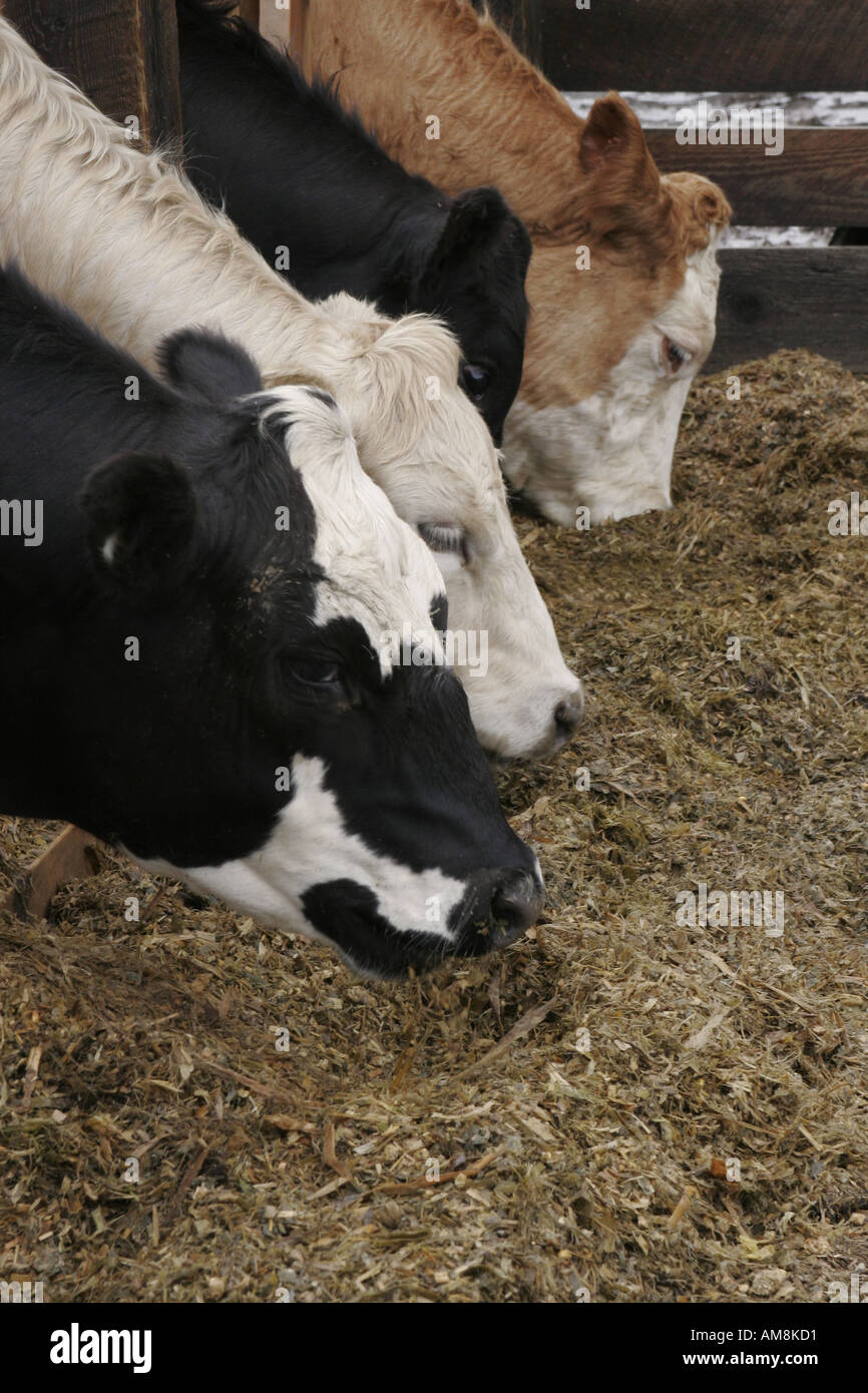 Four black cows hi-res stock photography and images - Alamy