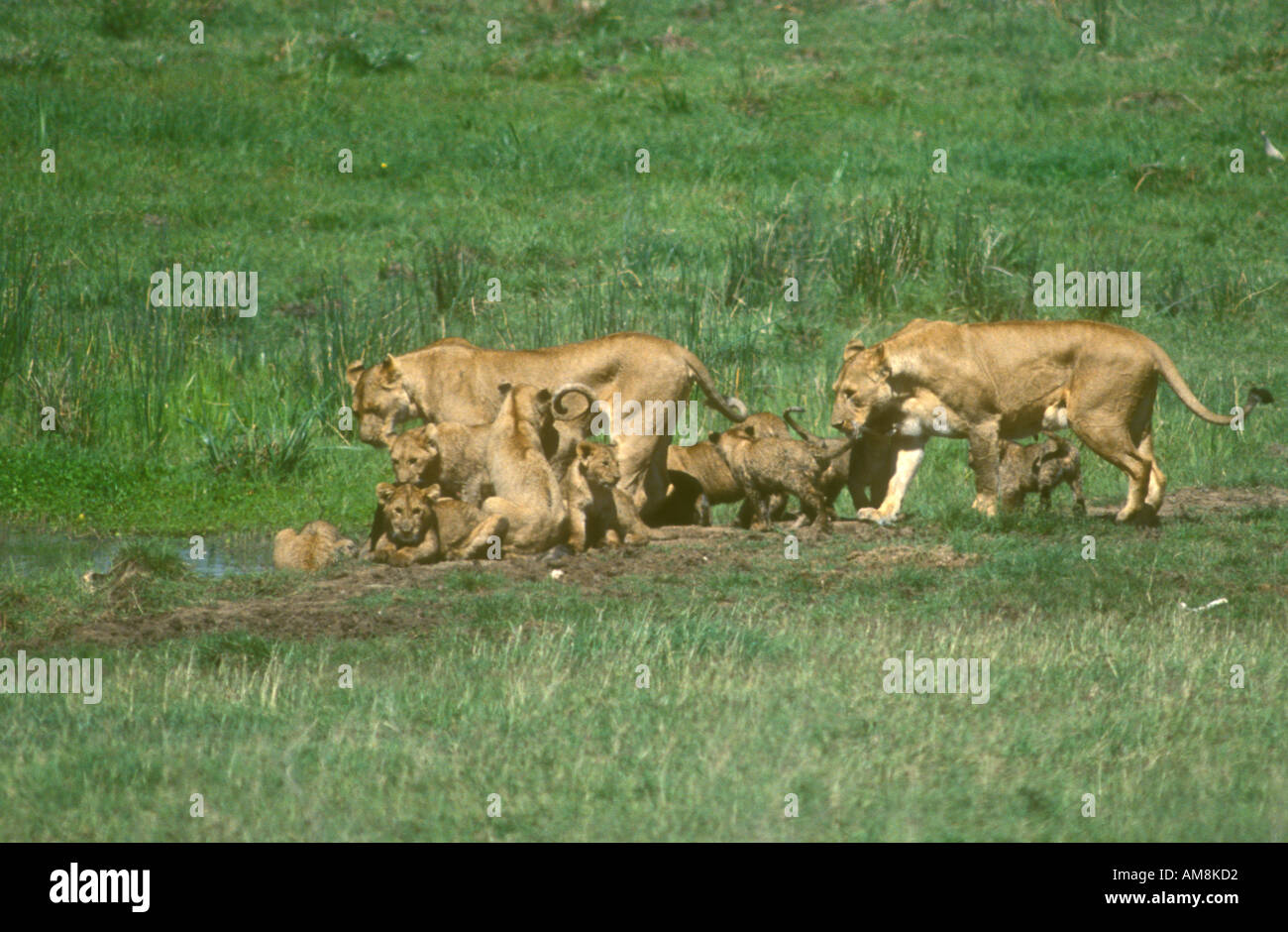 Two Lionesses with lots of young cubs going to water to drink Stock Photo