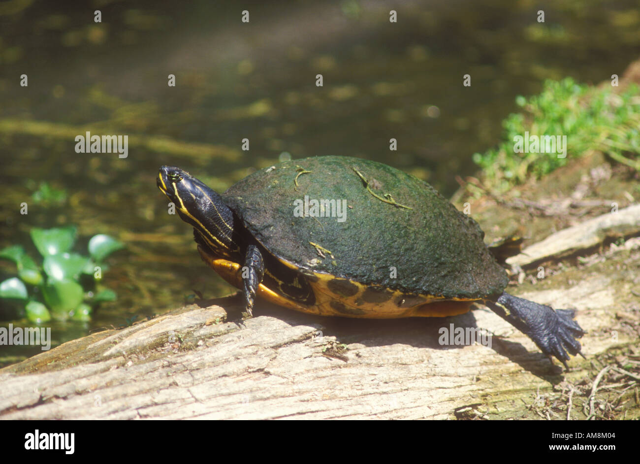 Florida Redbelly Turtle basking Stock Photo