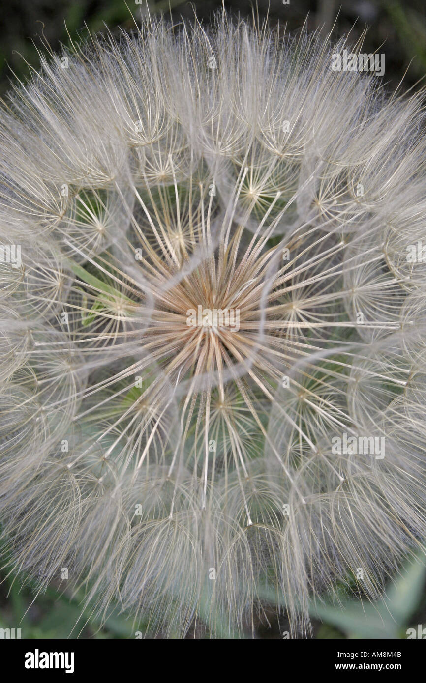Dandelion closeup hi-res stock photography and images - Alamy