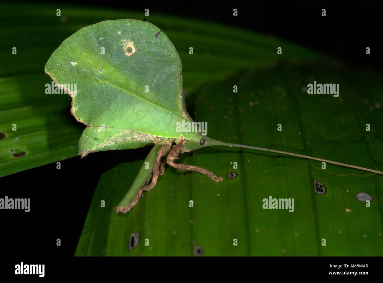 Leaf Katydid Tettigoniidae cycloptera Iquitos Peru Stock Photo