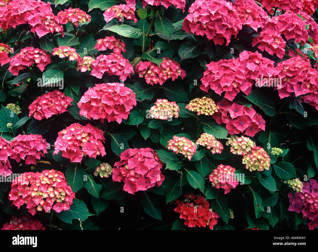 Hydrangea macrophylla hydrangeas hi-res stock photography and images ...