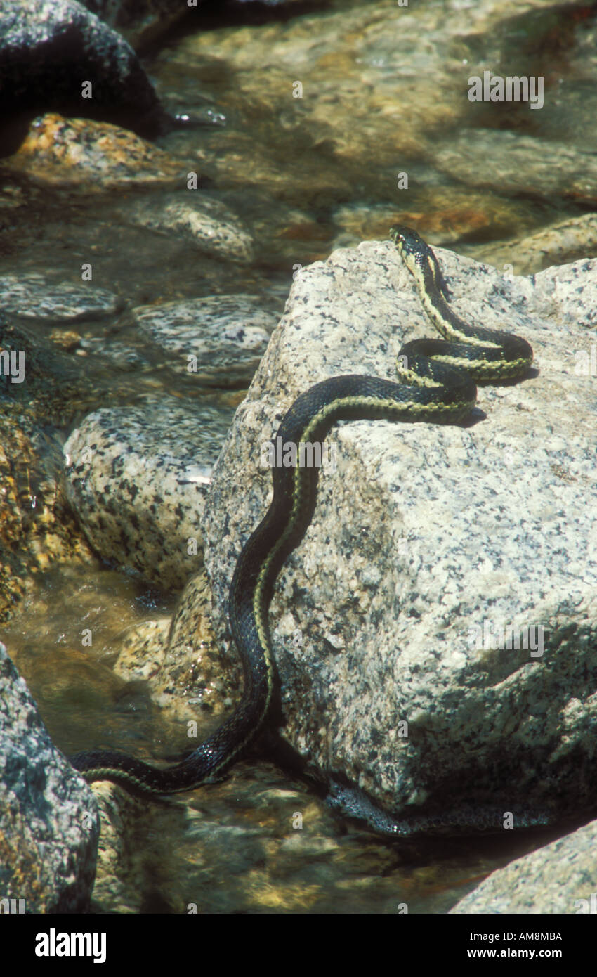 Western garter snake thamnophis elegans hires stock photography and