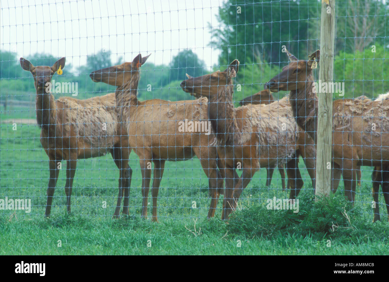 Elk behind fence being farmed for meat Stock Photo - Alamy