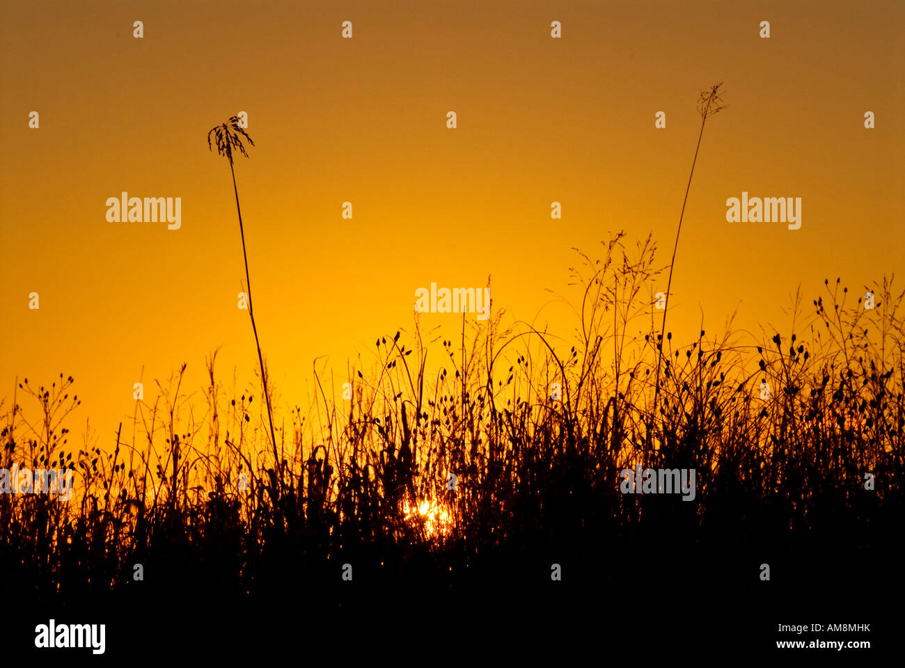 Wildflowers at sunset hi-res stock photography and images - Alamy