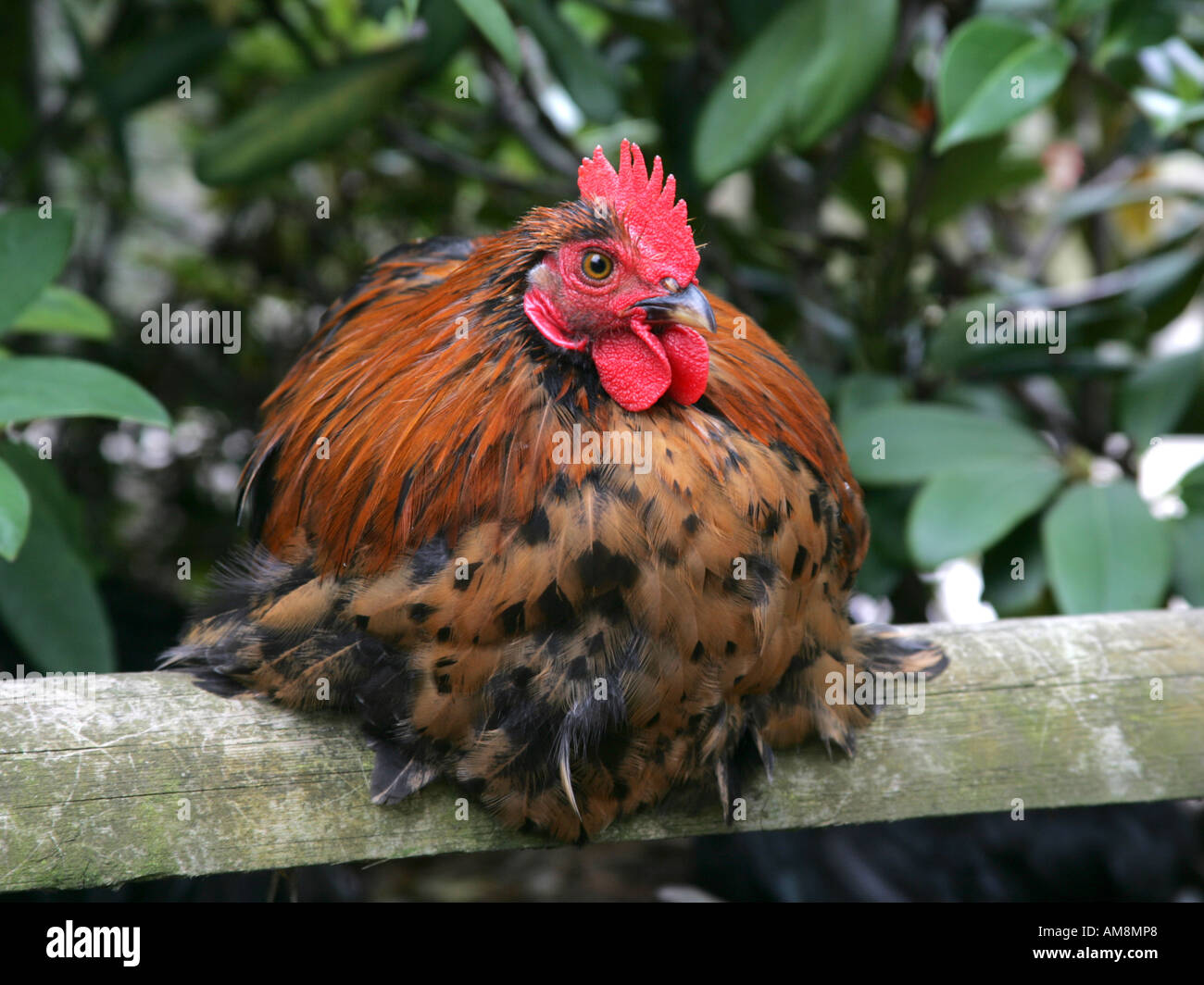Cockerel sitting on a fence Stock Photo