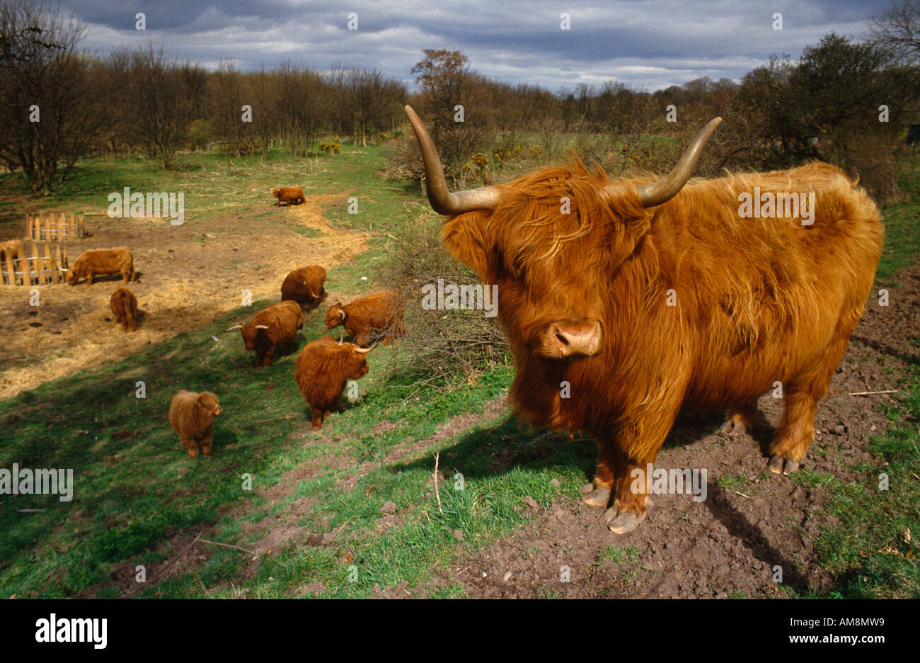 Highland Cattle Stock Photo