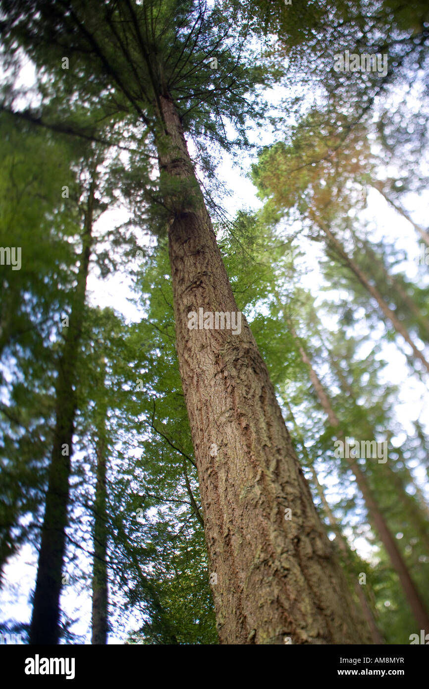 Douglas Fir The Hermitage Dunkeld Perthshire Scotland Stock Image