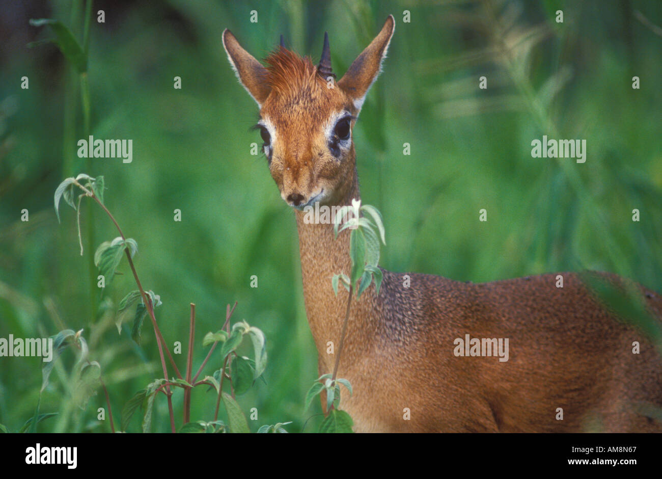 dik-dik-portrait-stock-photo-alamy