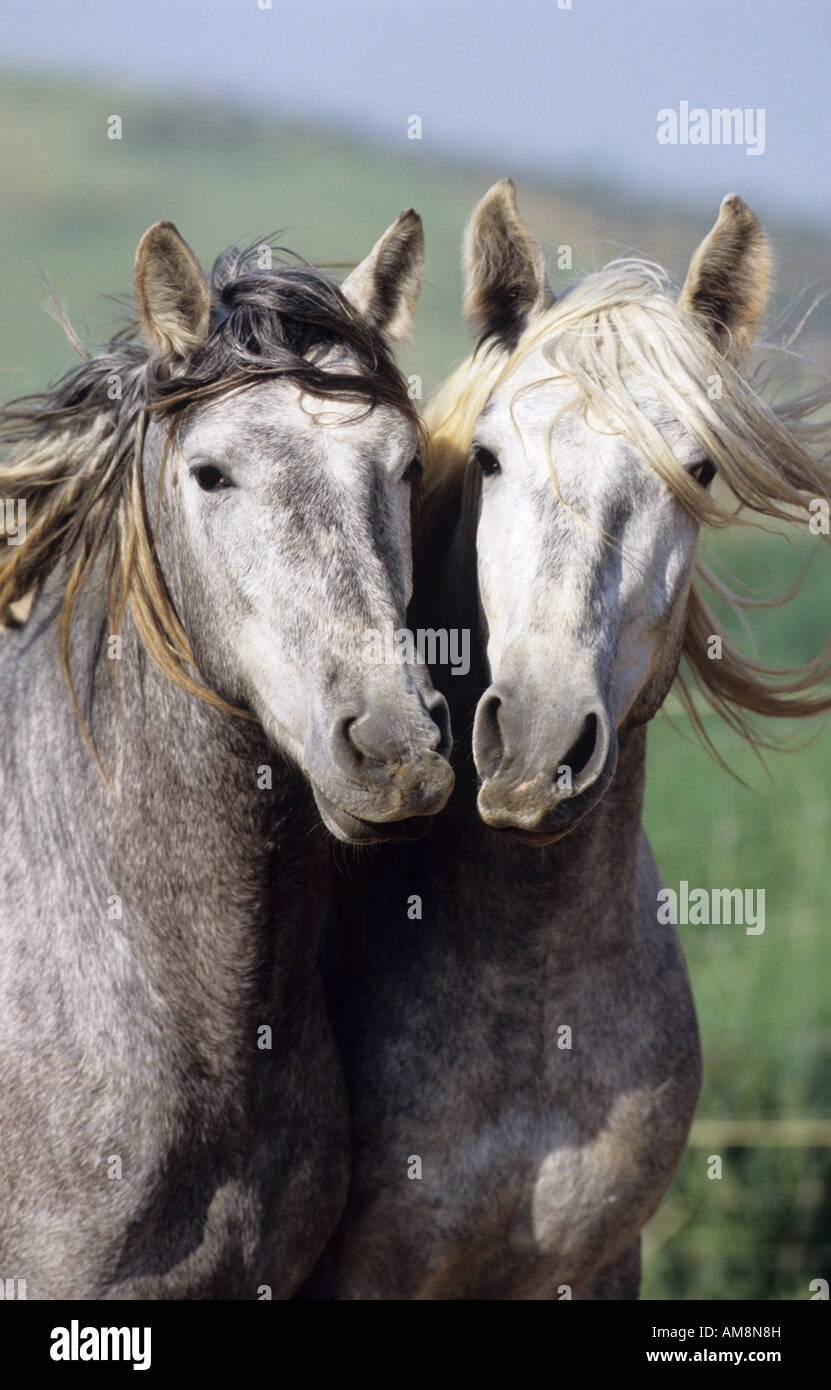 Andalusian Horse (Equus caballus), two young stallions with their heads together Stock Photo
