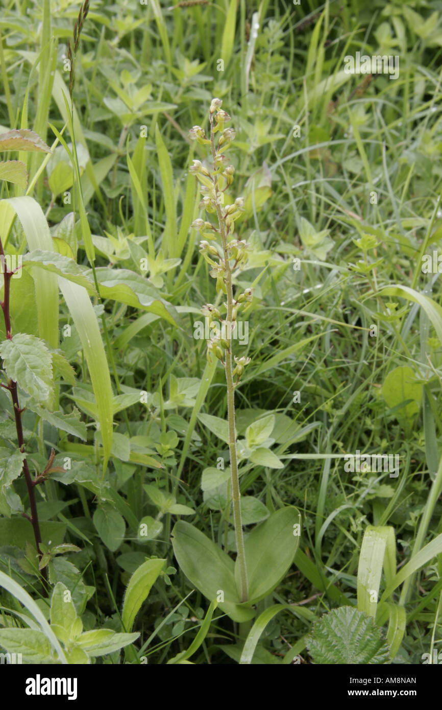 Common Twayblade orchid, neottia ovata, whole plant Stock Photo