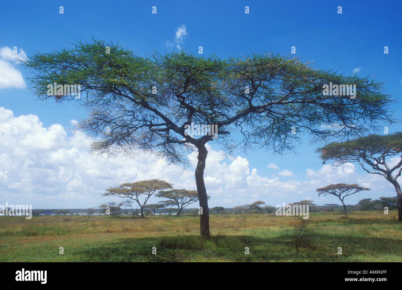 Flat Topped Acacia Trees providing a typical African Scene Stock Photo