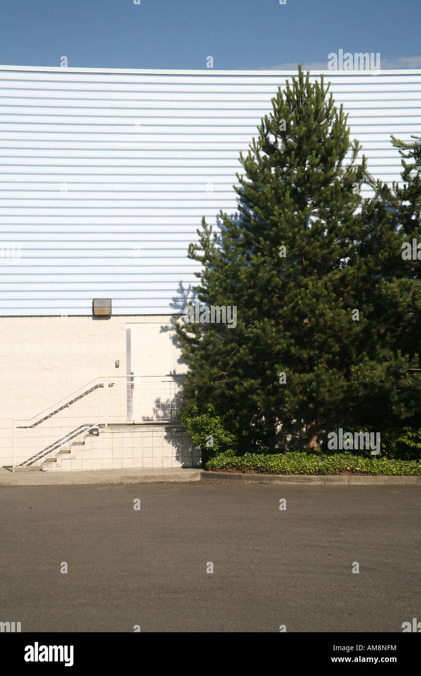 Pine tree outside shopping mall Stock Photo