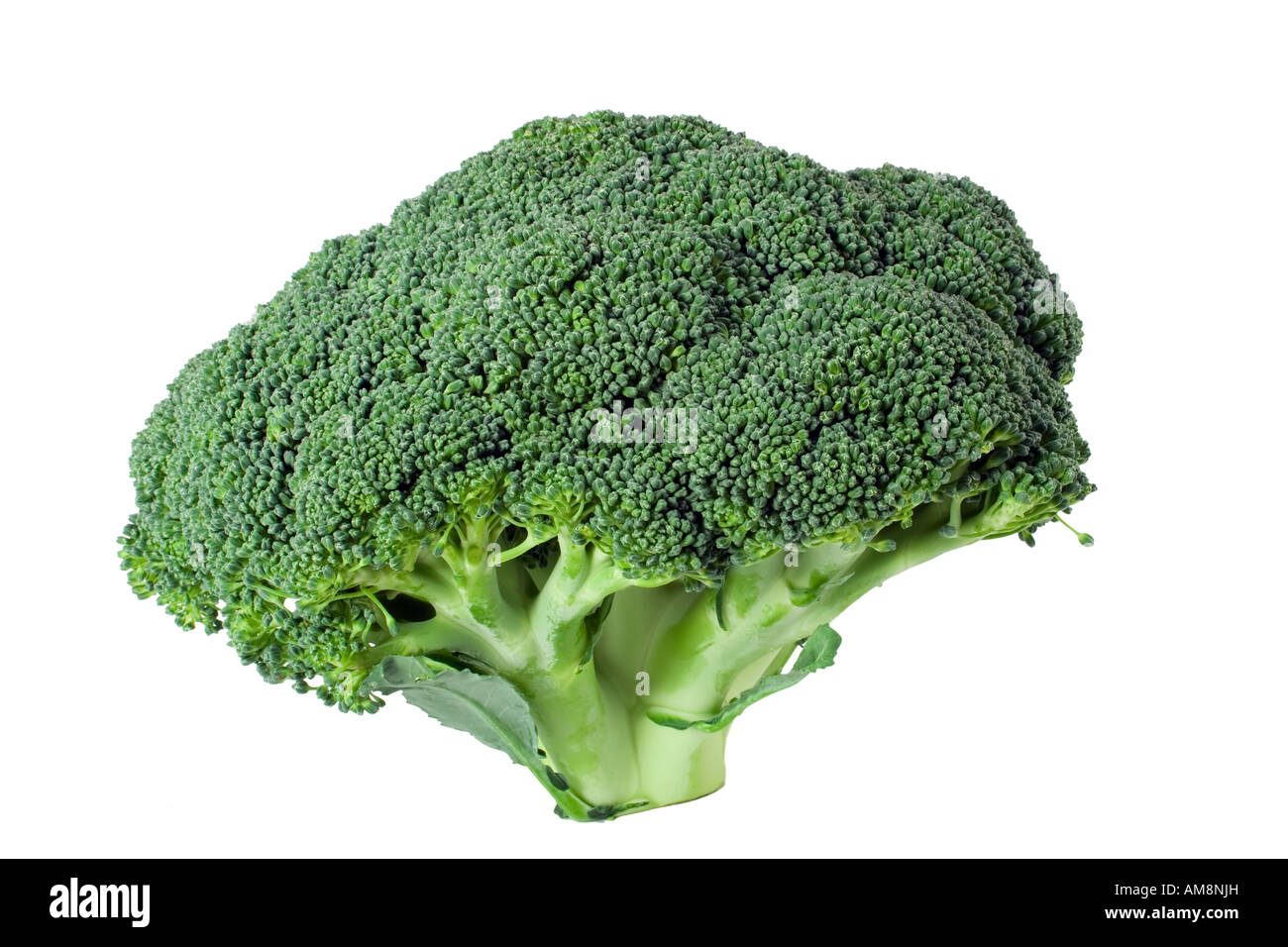 Nutritious broccoli isolated on white background Stock Photo