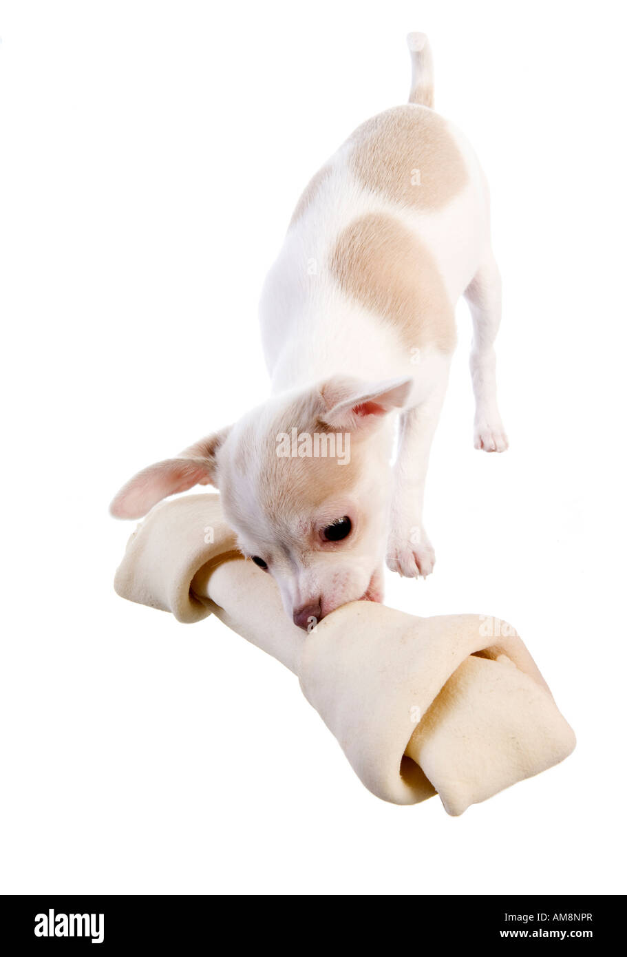 Cute little Chihuahua Puppy with big white rawhide bone isolated on