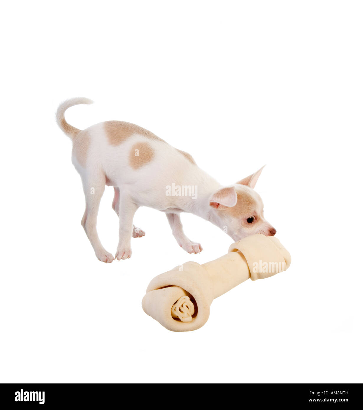 Cute little Chihuahua Puppy with big white rawhide bone isolated on