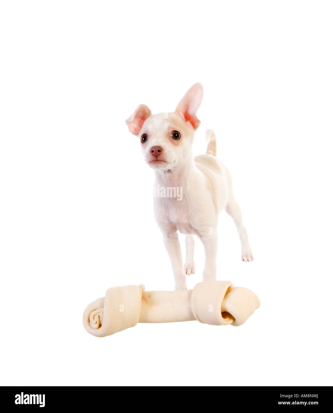 Cute little Chihuahua Puppy with big white rawhide bone isolated on