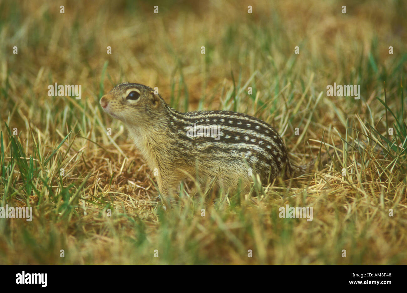 Thirteen Lined Ground Squirrel Stock Photo - Alamy