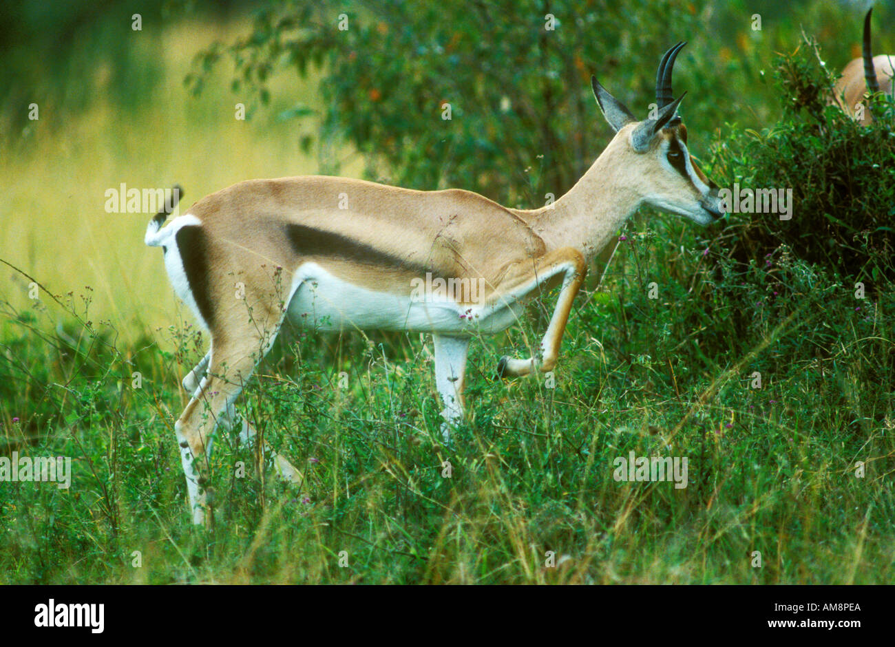 Grant s Gazelle Stock Photo - Alamy