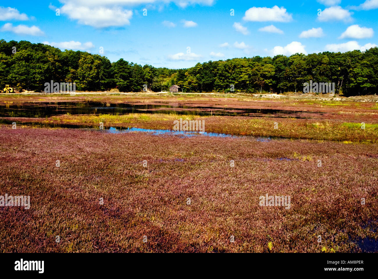 Flooded cranberry bog Harwhich "Cape Cod" MA Stock Photo Alamy
