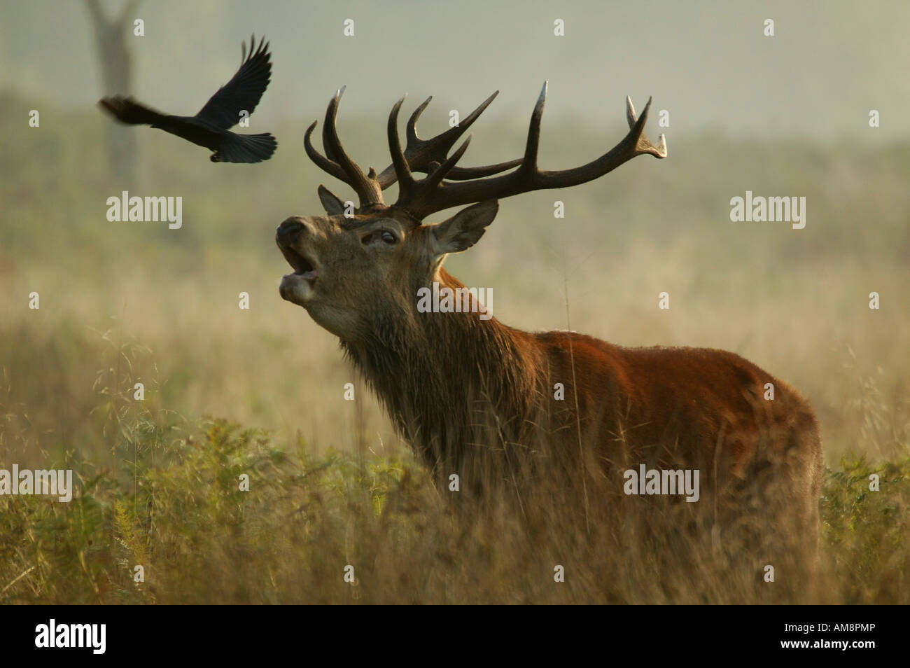 Red Deer Cervus Elaphus  Stag dawn UK Stock Photo