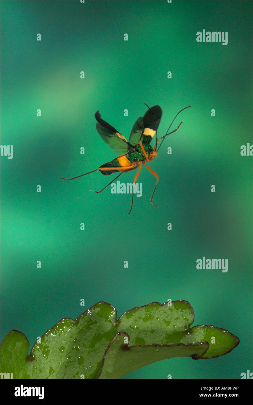 Squash Bug in Flight Family Coreidae Costa Rica Stock Photo Alamy