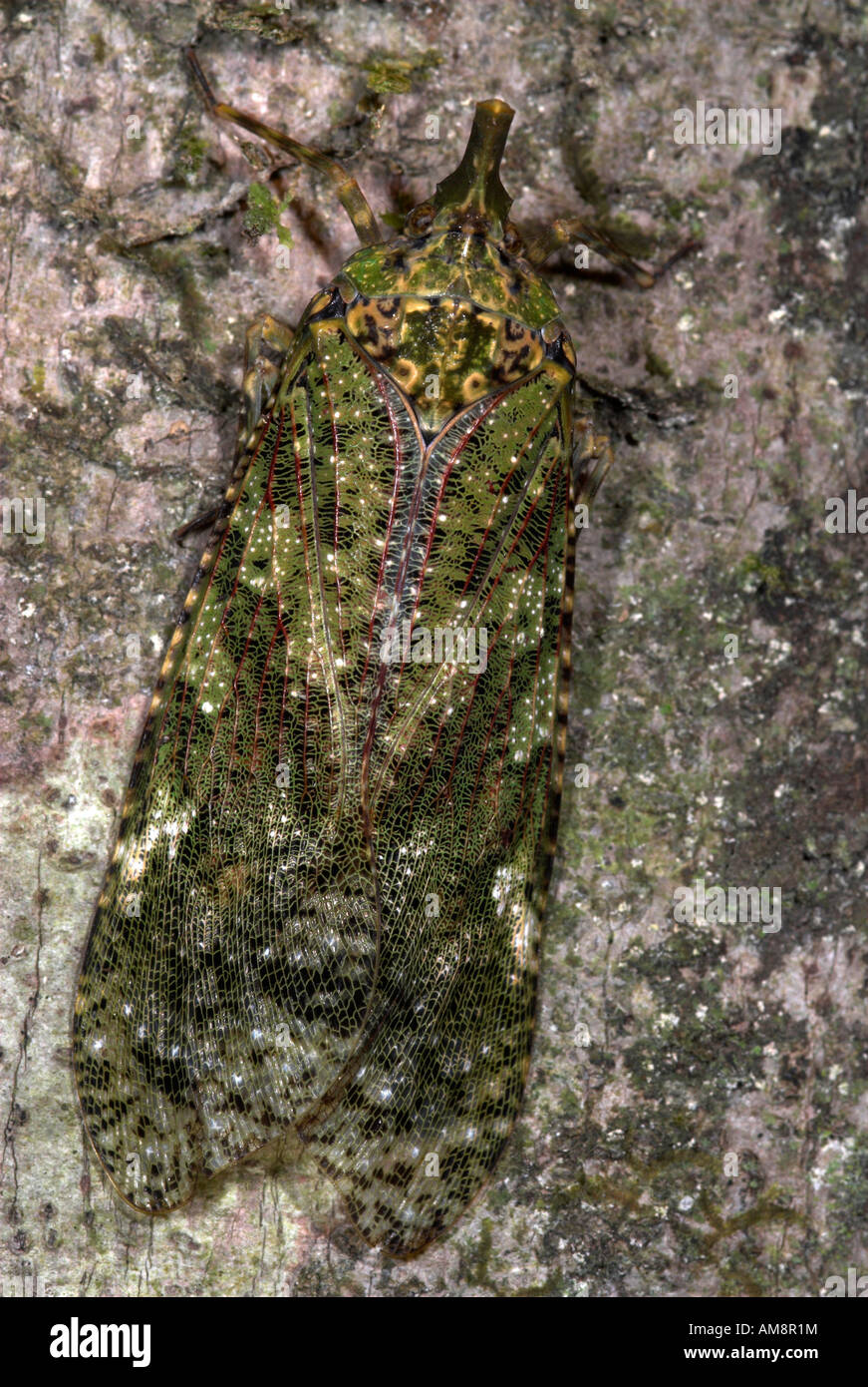 Lantern Bug Fulgora sp.Manu Peru Stock Photo