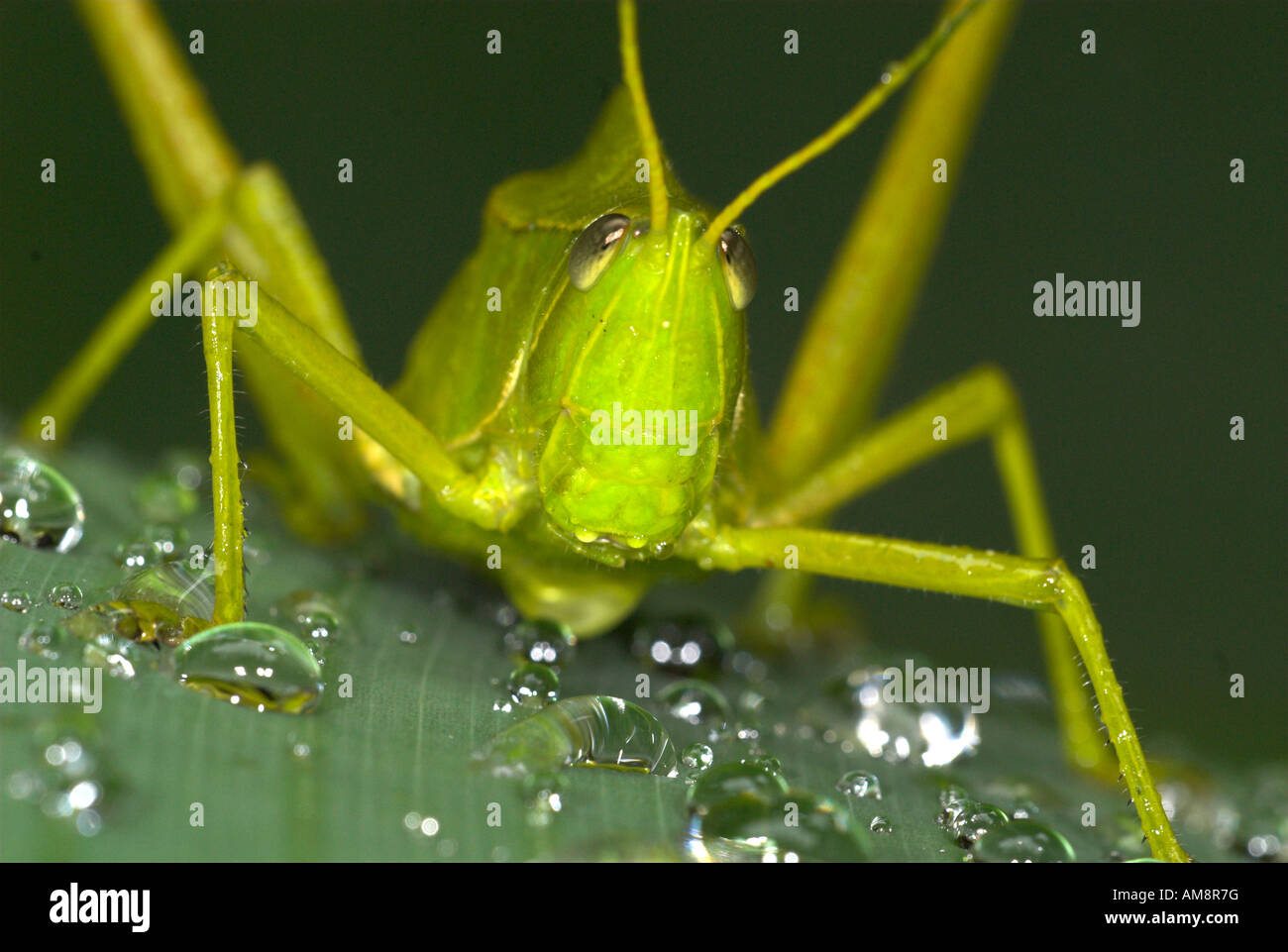 Green Grasshopper Prionolopha serrata Manu Peru Stock Photo