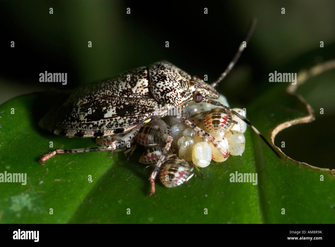 Plant Bug Miridae sp Manu Peru Stock Photo