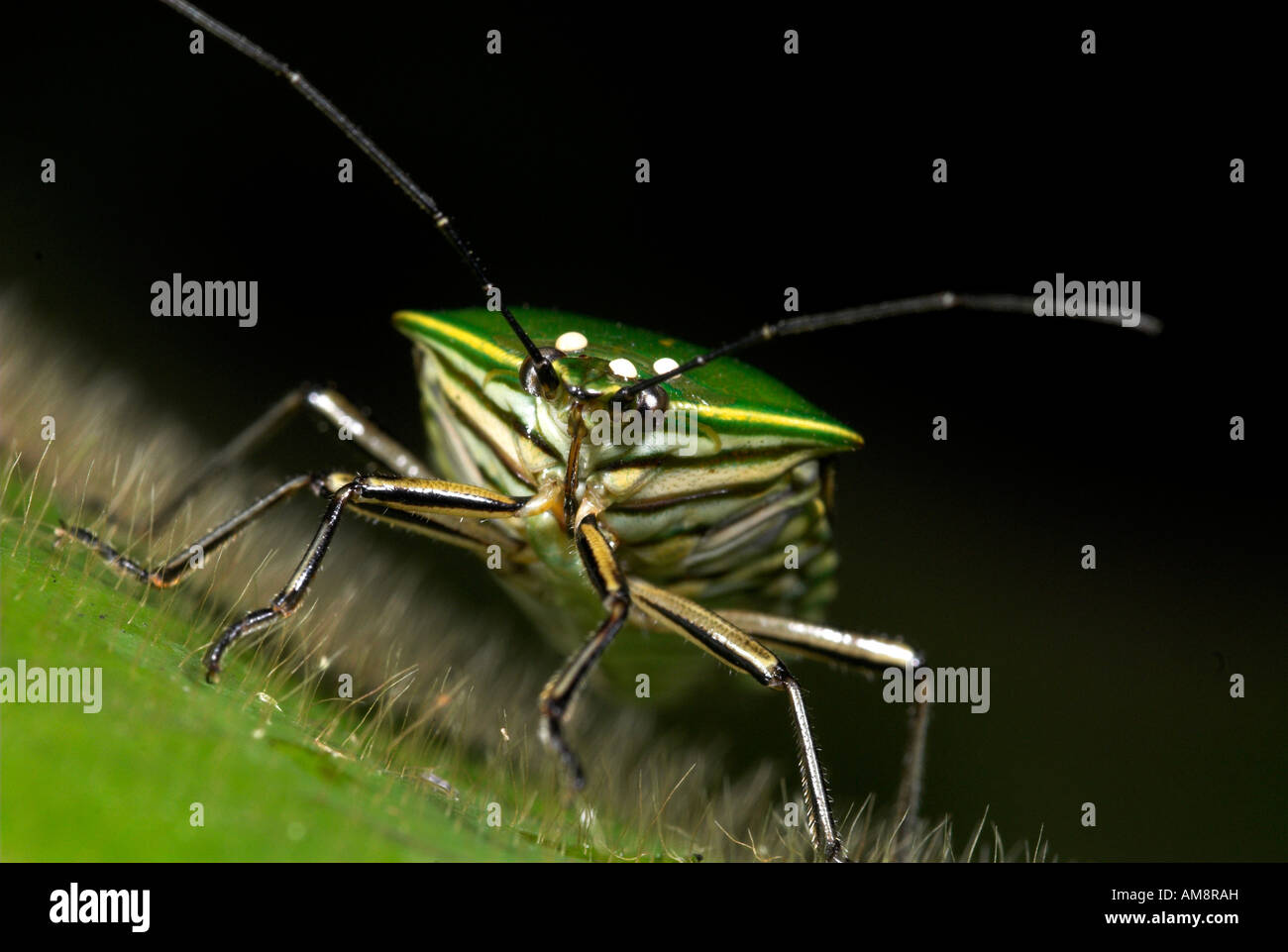 Plant Bug Miridae sp Manu Peru Stock Photo