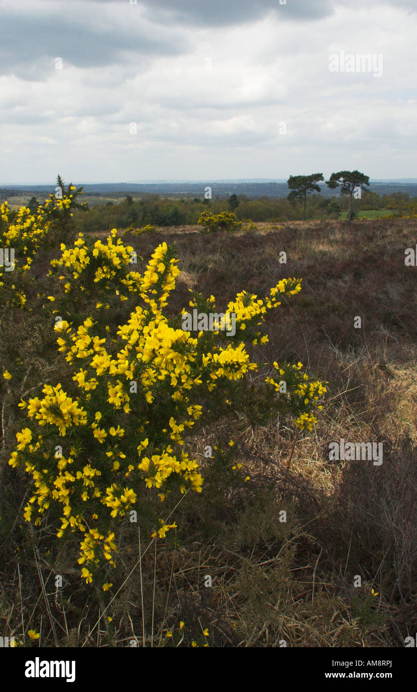 VIEW ACROSS ASHDOWN FOREST FROM BRONZE AGE TUMULUS or ANCIENT BURIAL MOUND or BARROW Ashdown Forest nr Hartfield Sussex Stock Photo
