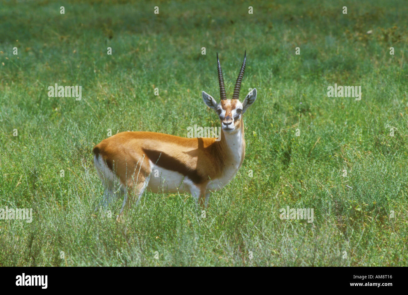 Thomsons gazelle grass hi-res stock photography and images - Alamy