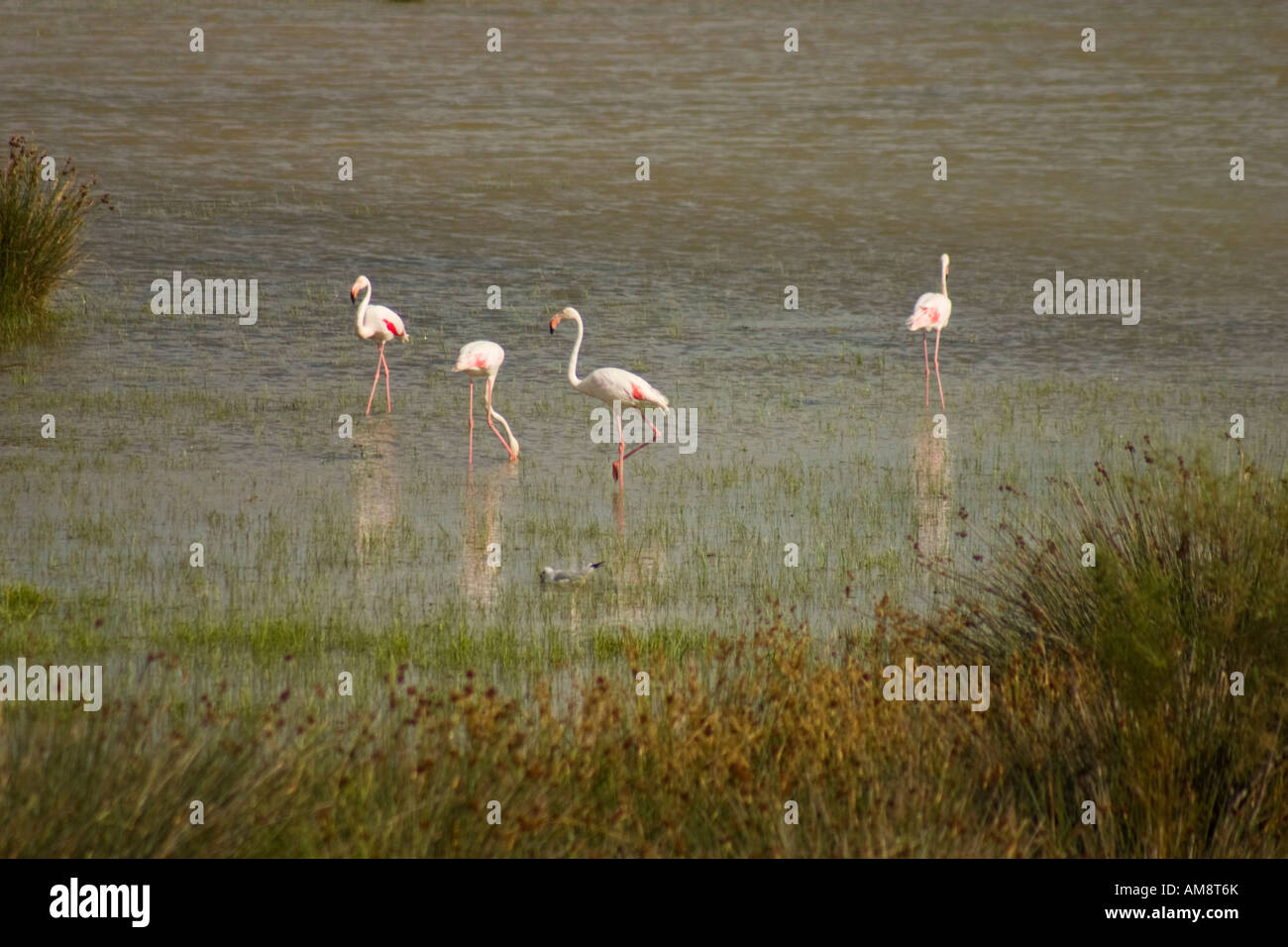 Pink flamingos feeding in the Camargue, South of France Stock Photo