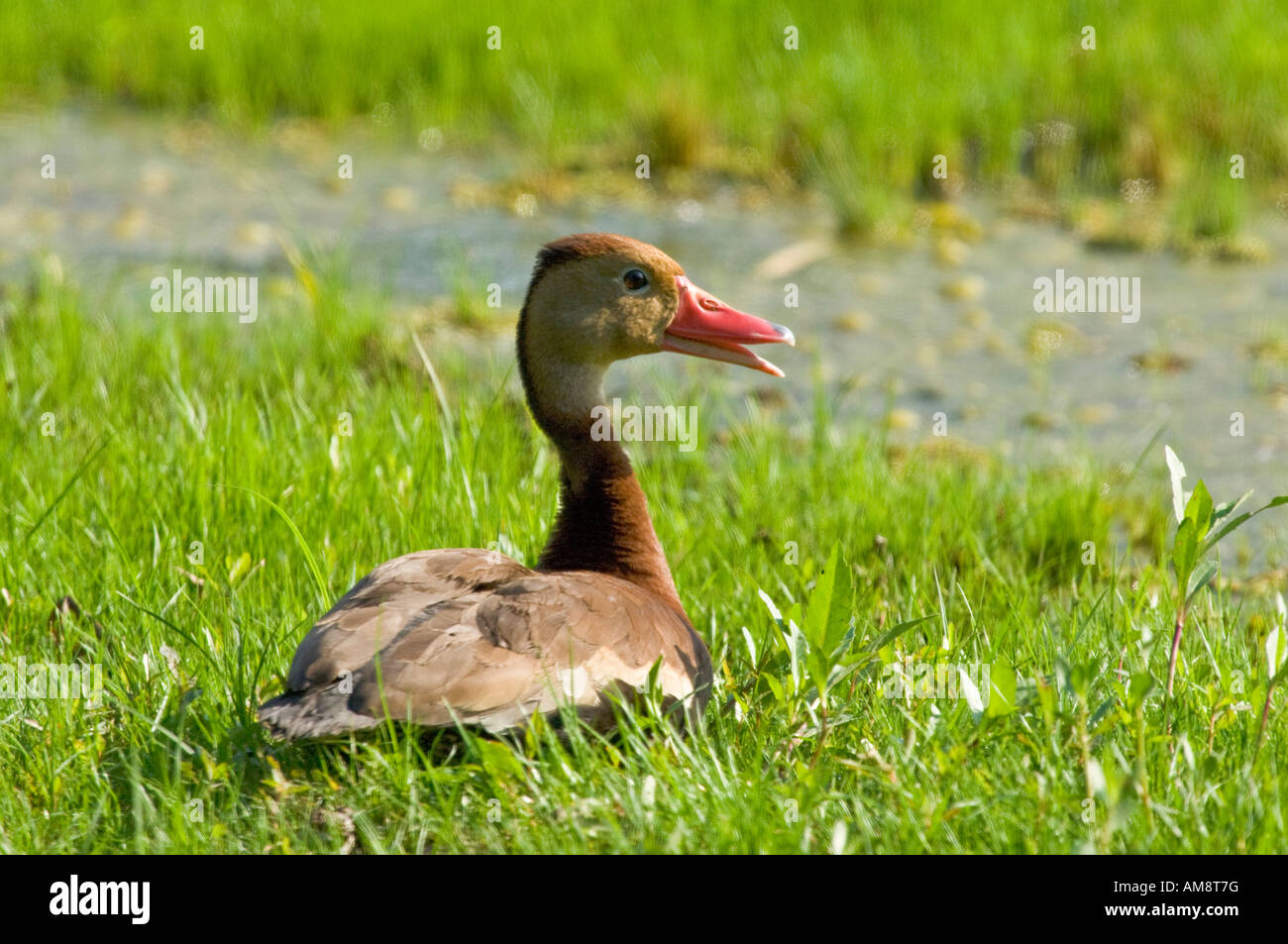 Black-bellied Whistling Duck (Dendrocygna autumnalis) sitting on grass. Stock Photo