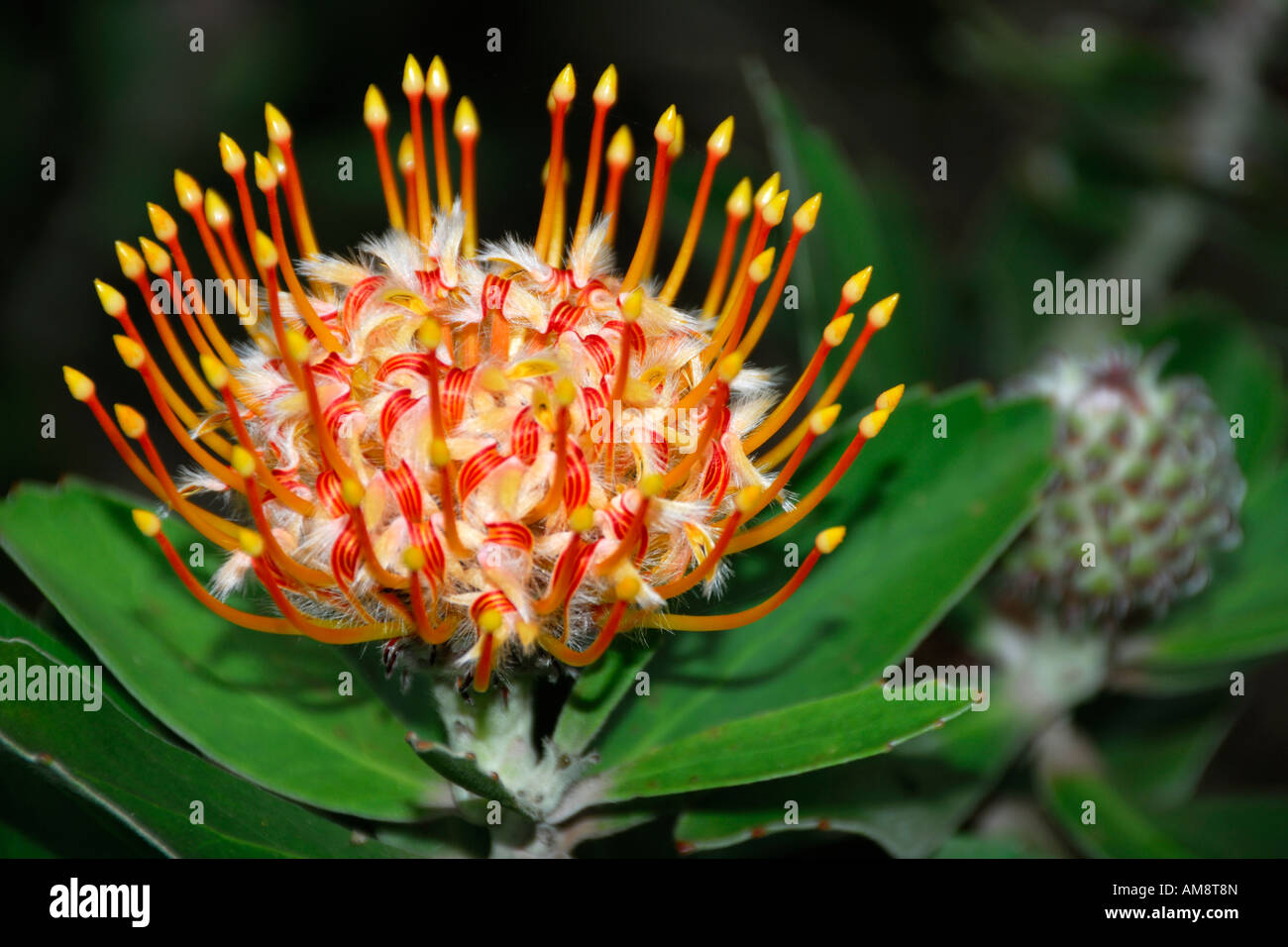 A beautiful Pincushion Protea Leucospermum cordifolium flower is