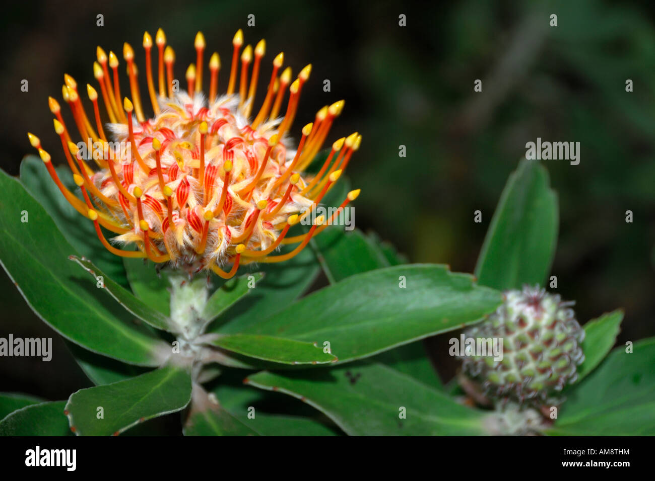 A beautiful Pincushion Protea Leucospermum cordifolium flower is