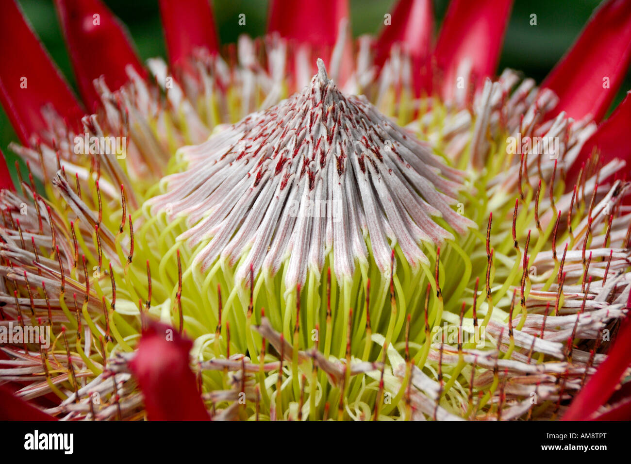 A King Protea Protea Cynaroides also known as King Sugarbush is in full bloom in November on Maui Hawaii USA Stock Photo