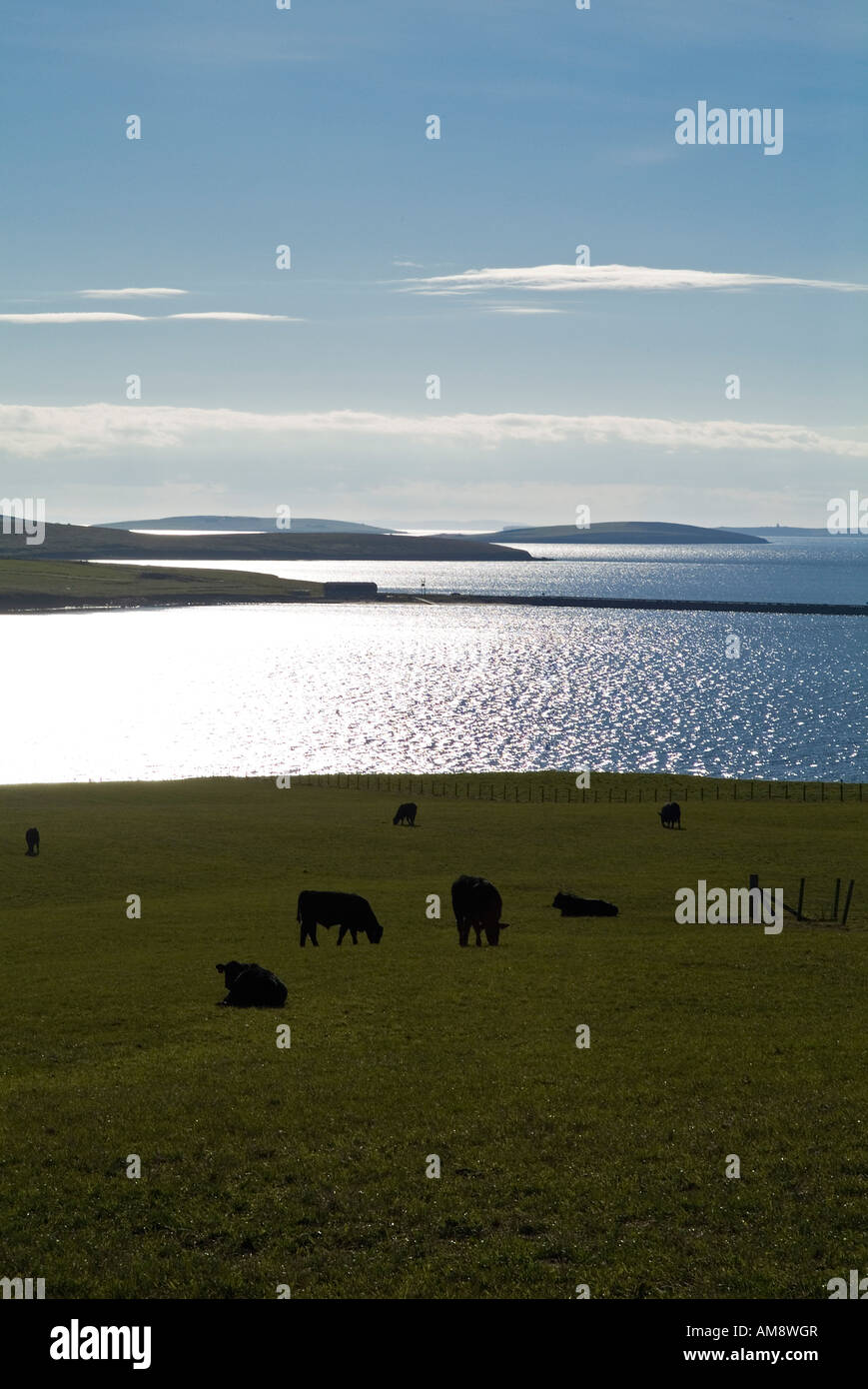 dh Aberdeen Angus Beef CATTLE UK Scottish Beef cows and Scapa Flow grazing black cow in a field orkney farming Scotland fields Stock Photo