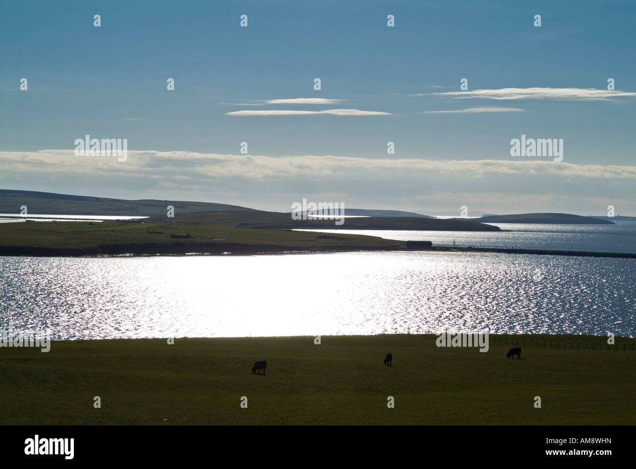 dh Beef Cattle ANIMALS UK Aberdeen Angus Beef cows and Scapa Flow Stock Photo