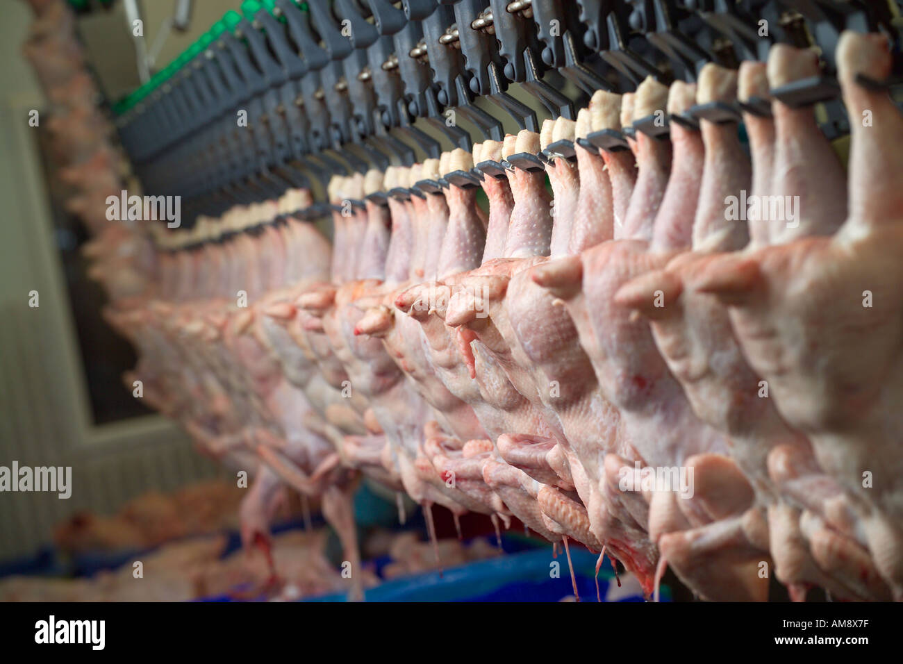 Headless chicken hires stock photography and images Alamy